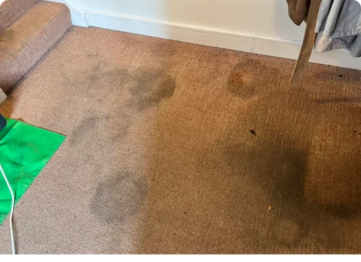 Before Carpet & Upholstery Cleaning