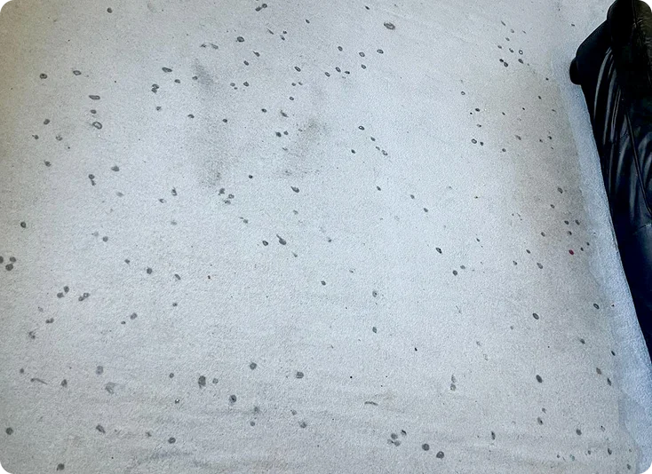 Before Carpet & Upholstery Cleaning